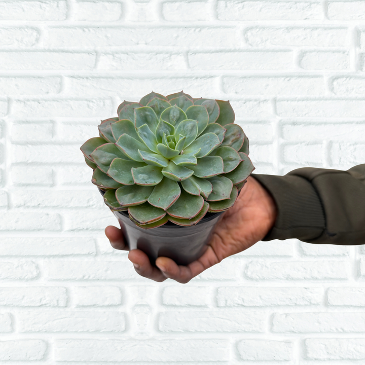 Handheld for Scale - Echeveria