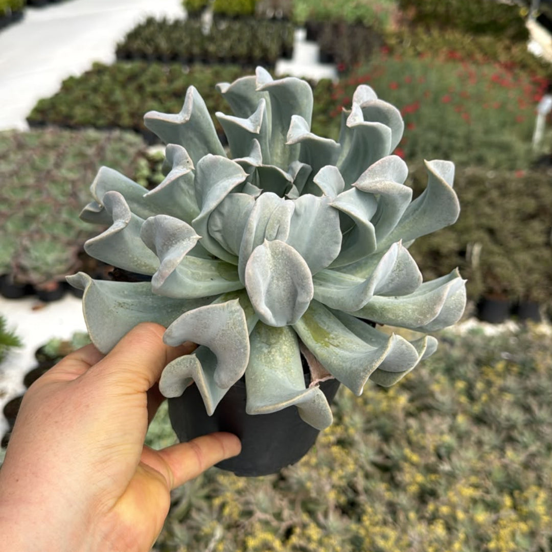 Echeveria Topsy Turvy
