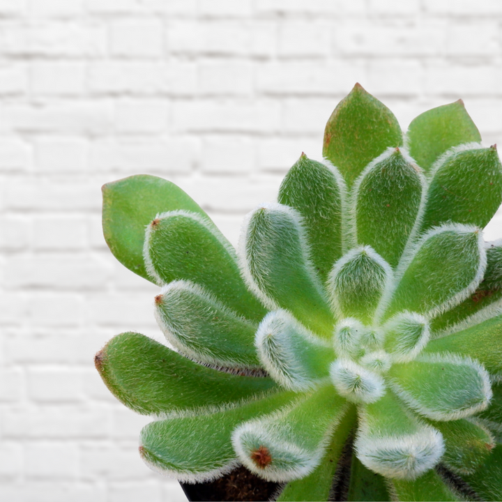 Echeveria - Setosa - Shop Online!