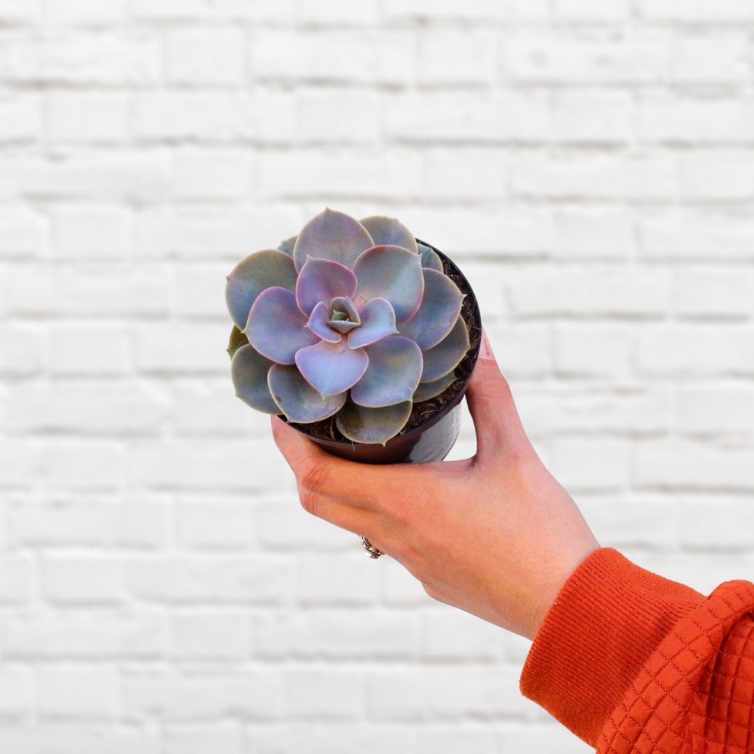 Echeveria - Perle von Neurenberg - Shop Online!