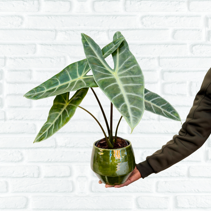 Alocasia Longfolia hand held for Scale