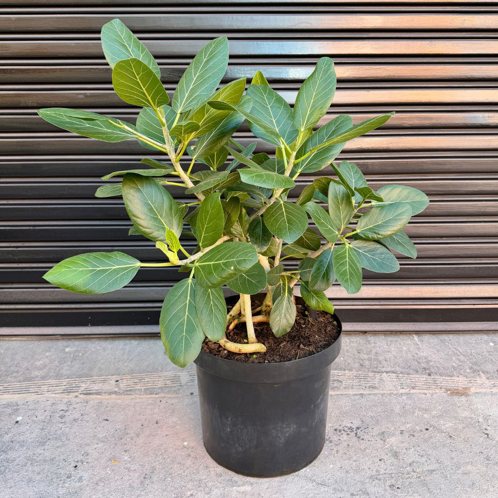 Ficus Audrey Tree in front of Garage Door