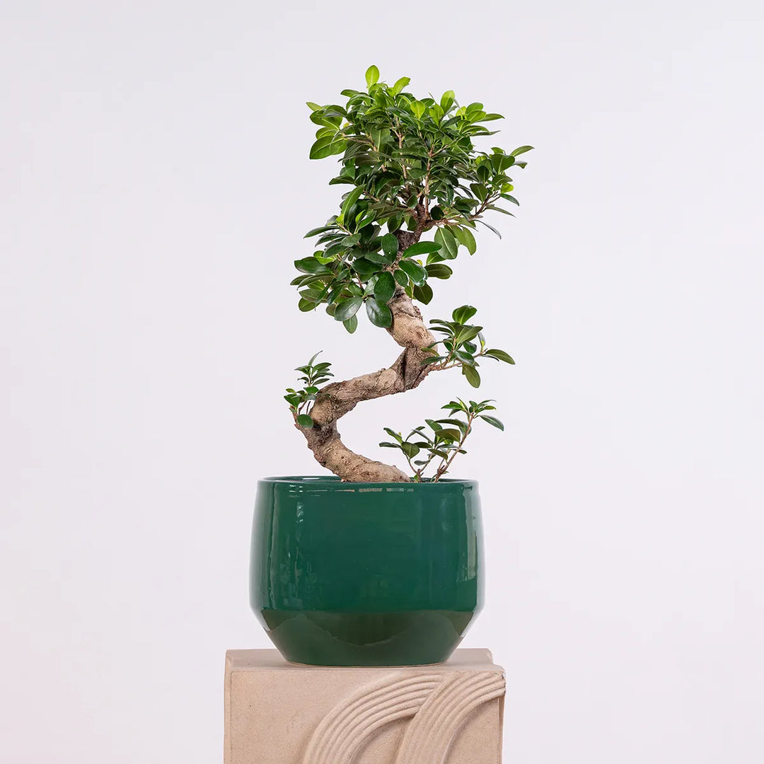 Pogo Planter - Heritage Green