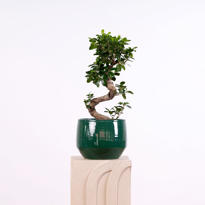 Ficus Ginseng - S-Shape