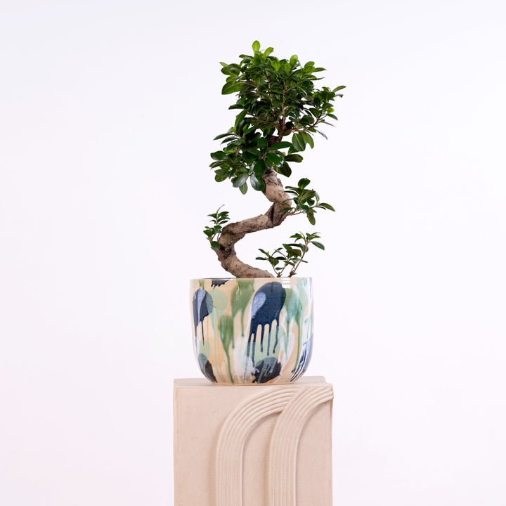 Bonsai tree in a decorative pot on a white background