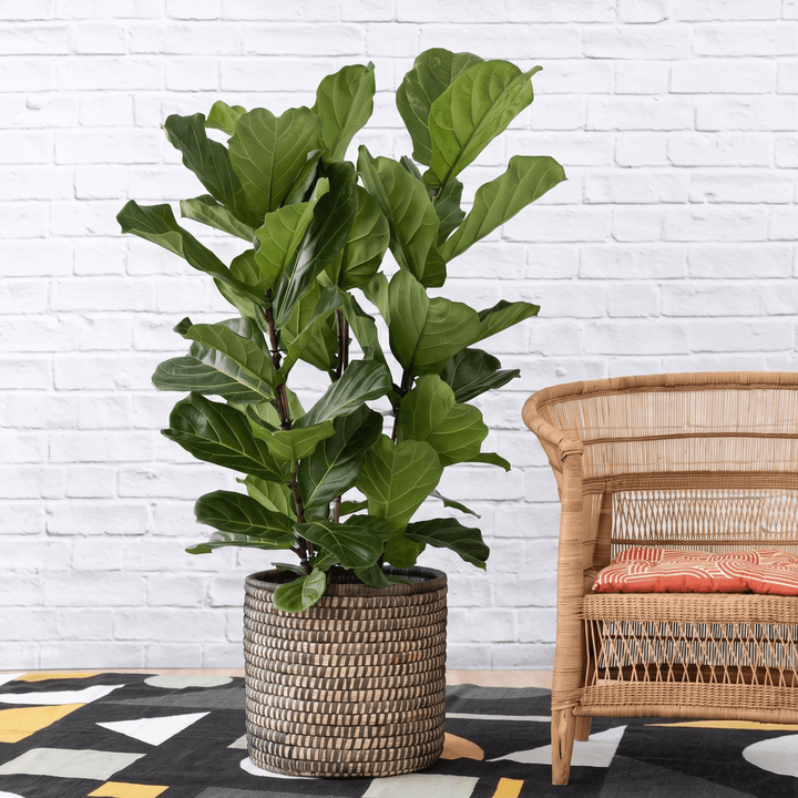 Fiddle Leaf Fig with  Stems per pot in a Black Stitch Palm leaf Basket in modern living room