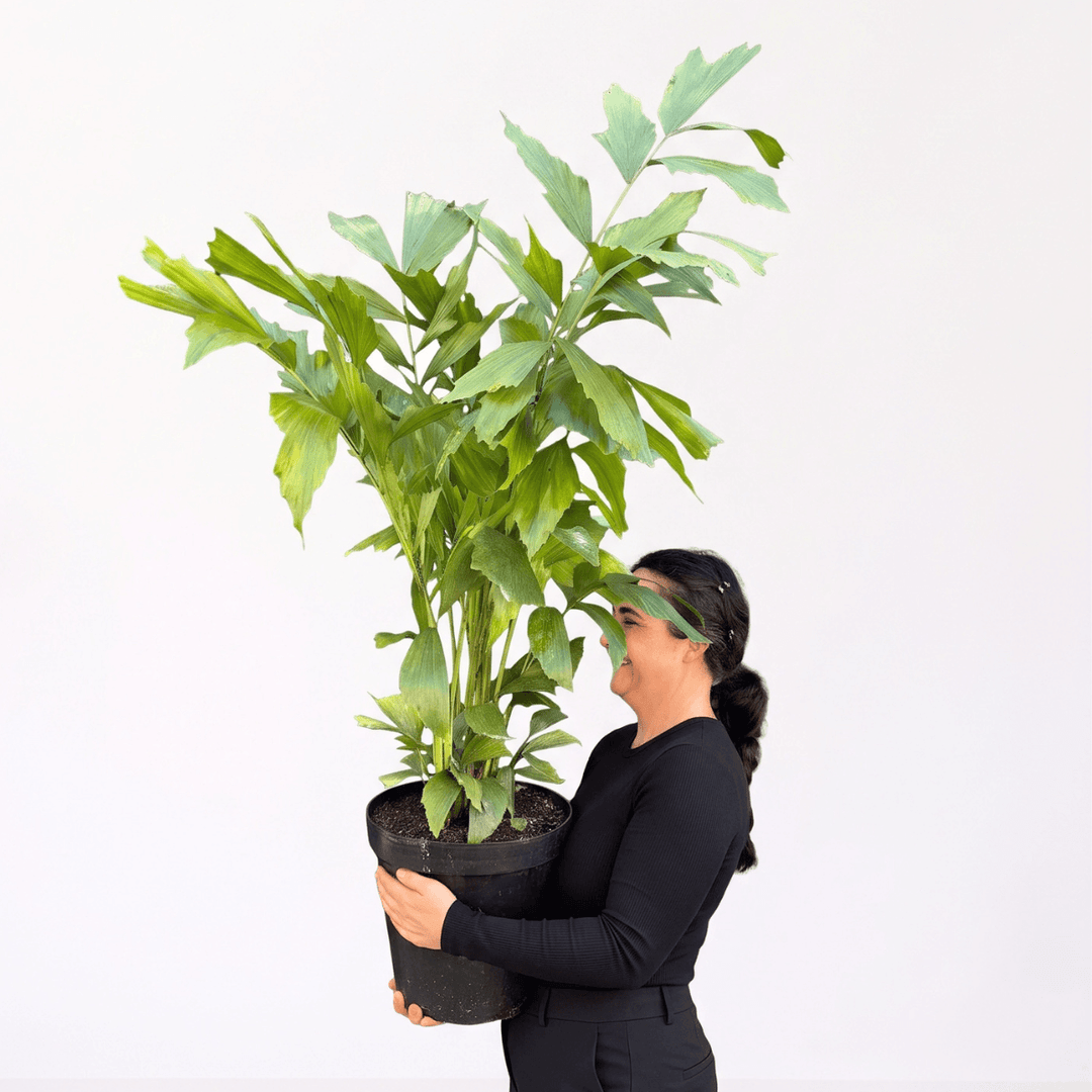 Fishtail Palm in a 30cm nursery pot, held by a person, showcasing its lush green foliage and distinctive fishtail-shaped leaflets.
