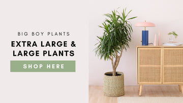Money Tree Care Instructions – Plantify - Urban Nursery