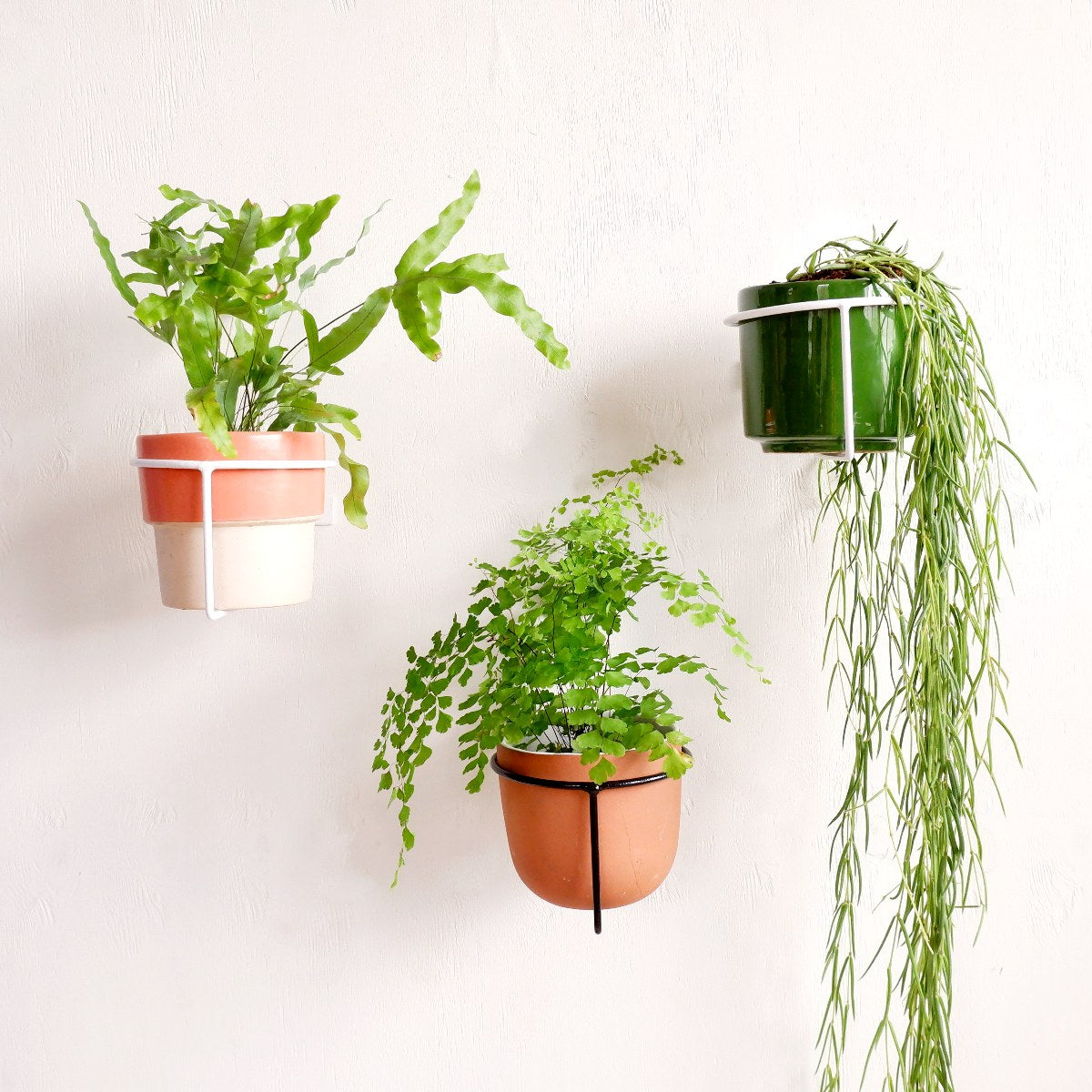 String Pot Mounting G-String Wall Pot Holder - Black | Indoor Plant Pot