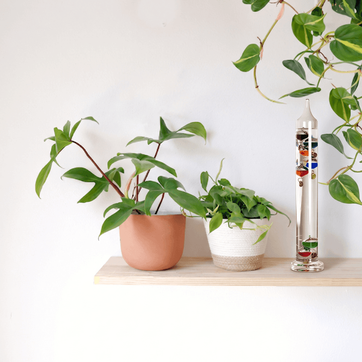 Galileo Galilei - Glass Thermometer displayed alongside indoor plants on a wooden shelf.