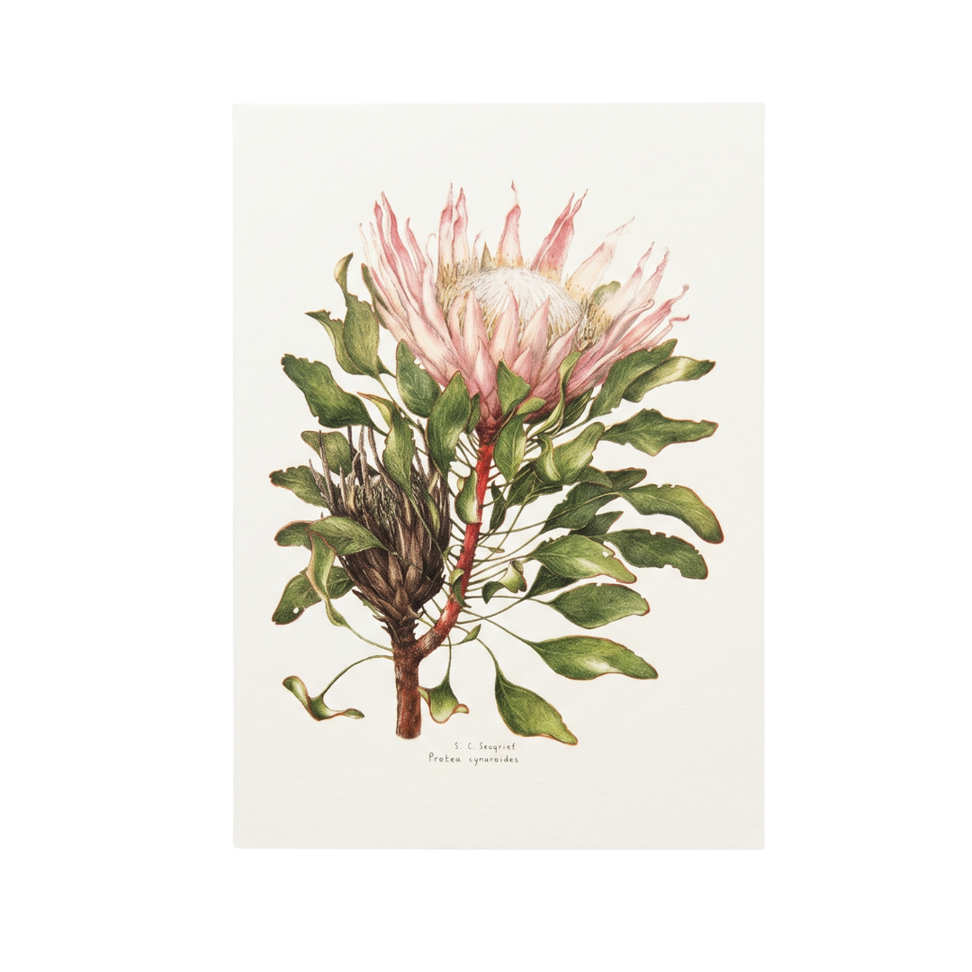 Proteas of the Cape - Greeting Cards