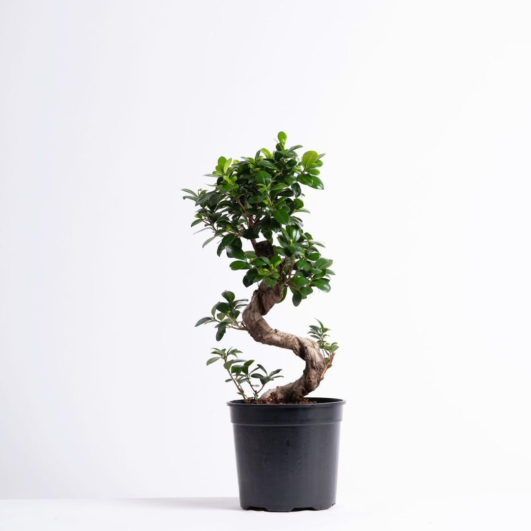 Ficus Ginseng - S-Shape