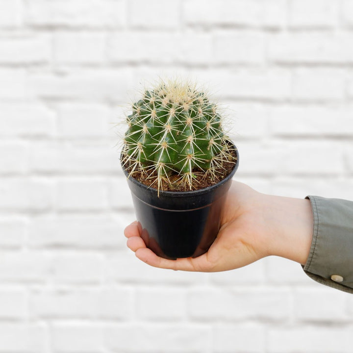 Golden Barrel Cactus - Shop Online!