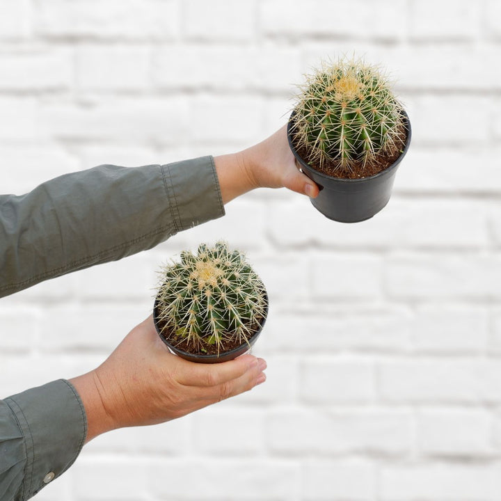 Golden Barrel Cactus