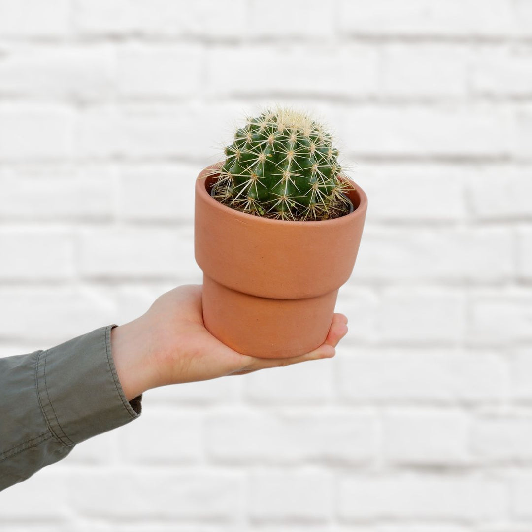 Golden Barrel Cactus