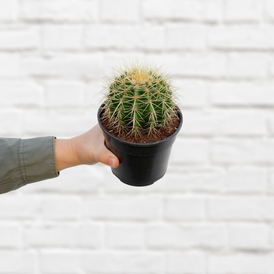 Golden Barrel Cactus - Shop Online!