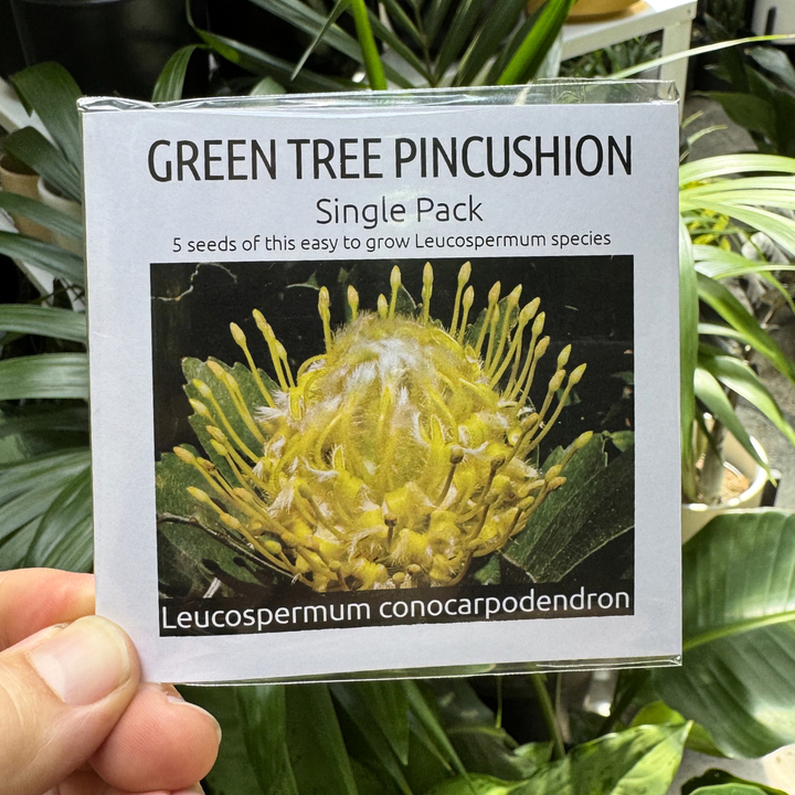 Seed packet for Green Tree Pincushion with plant in background