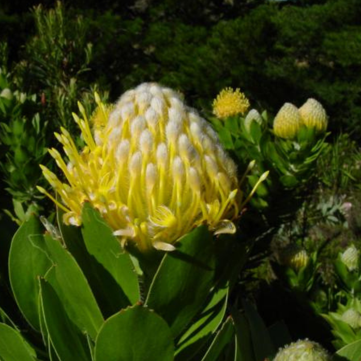 Close-up of a yellow protea flower with green leaves in the background