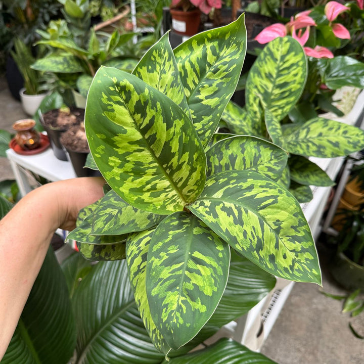 Homalomena Camouflage handheld