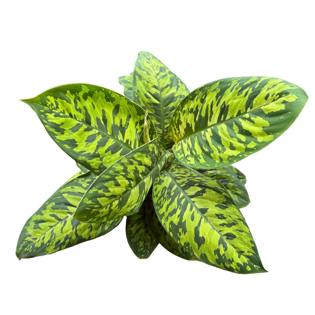 homalomena camouflage vs aglaonema Homalomena Camouflage