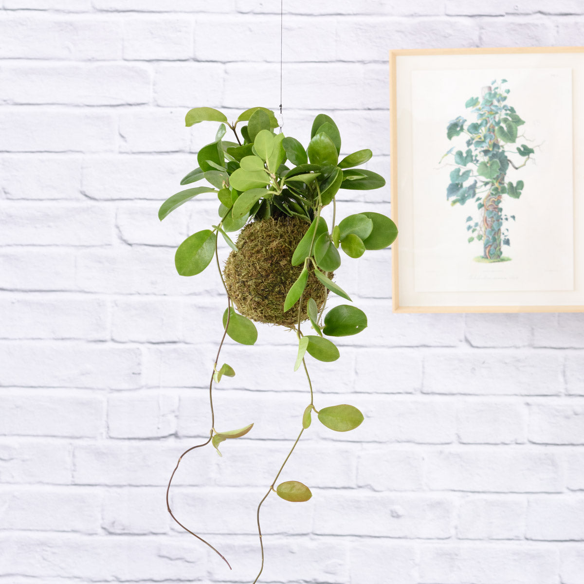 Hoya Australis Mossball - Behold Natures Beauty! – Plantify - Urban ...