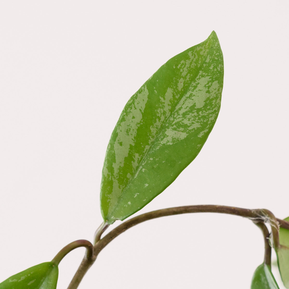 Hoya Pubicalyx | Indoor Plant