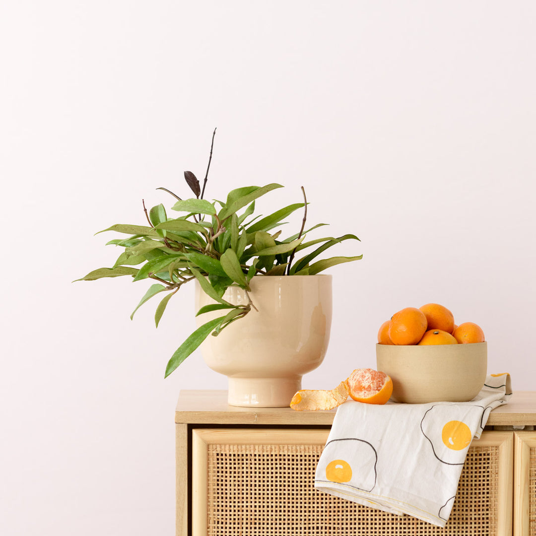 Shing Plinth Planter - Blush - Shop Online!