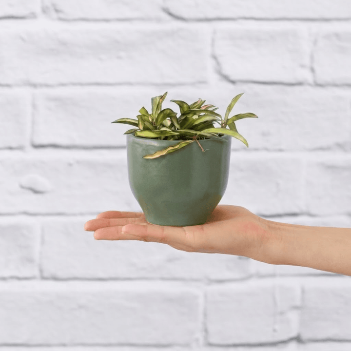 Hoya wayetti variegated in a bay leaf green planter