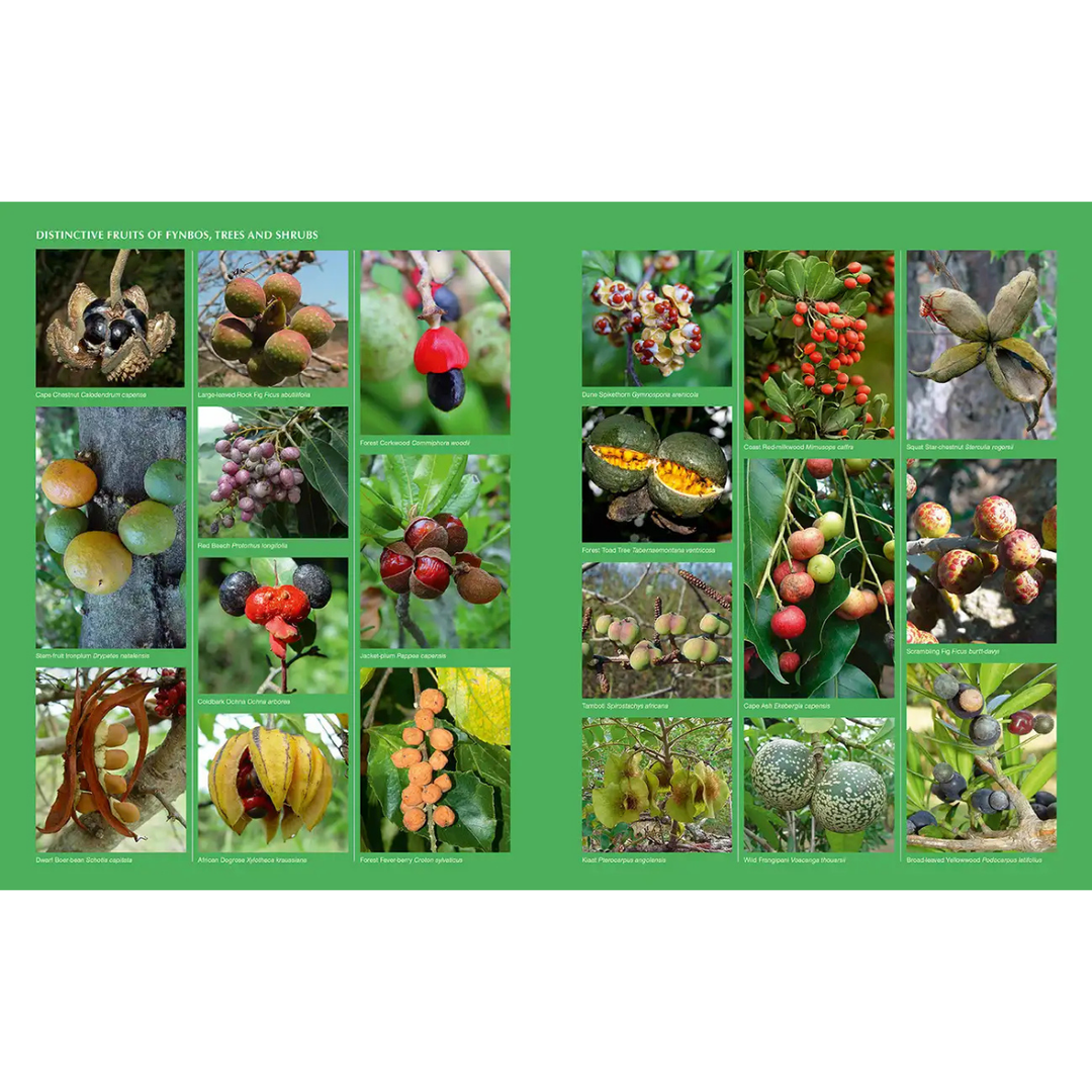 Collage of various fruits of Southern African plants