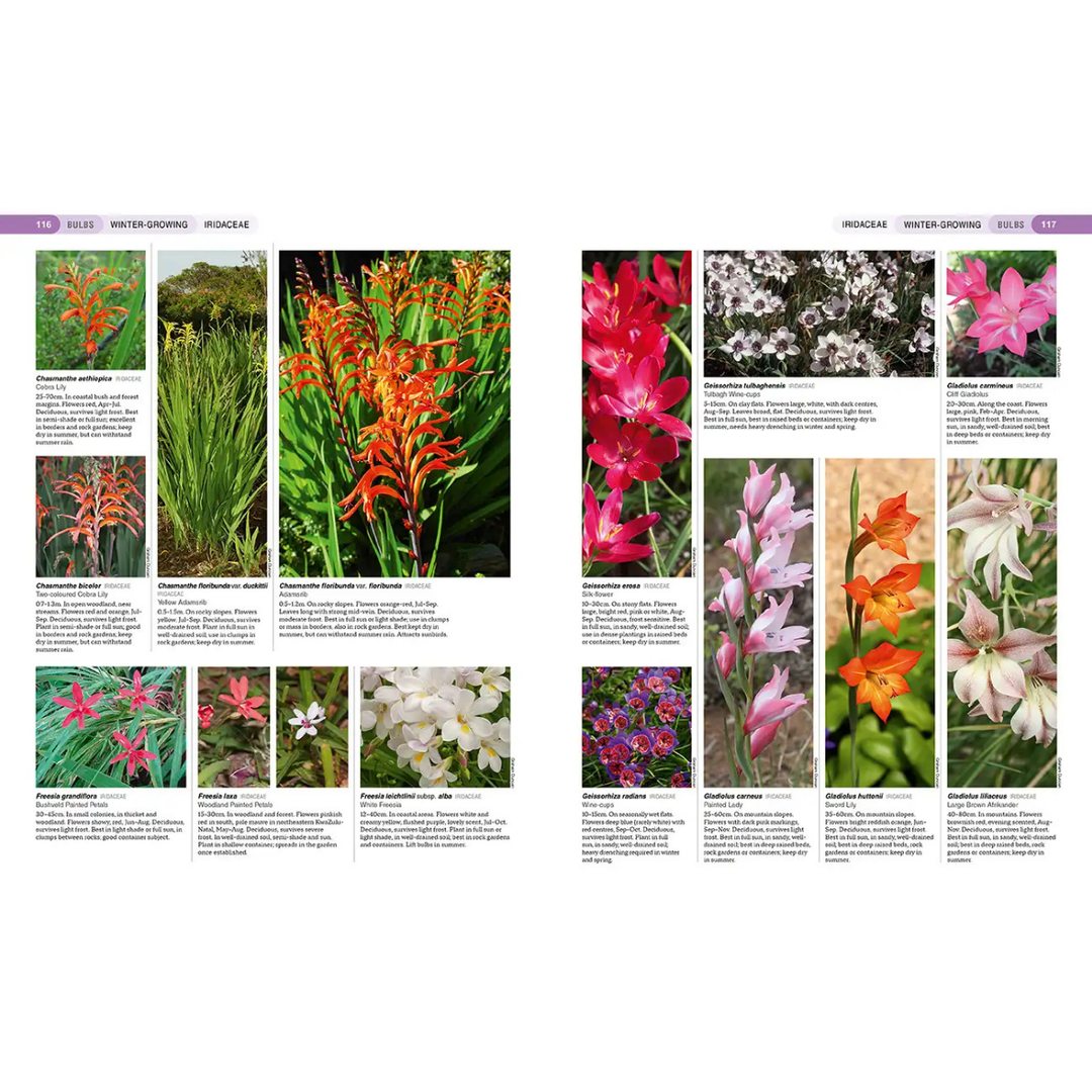 Grid of images showcasing various South African indigenous flowers 