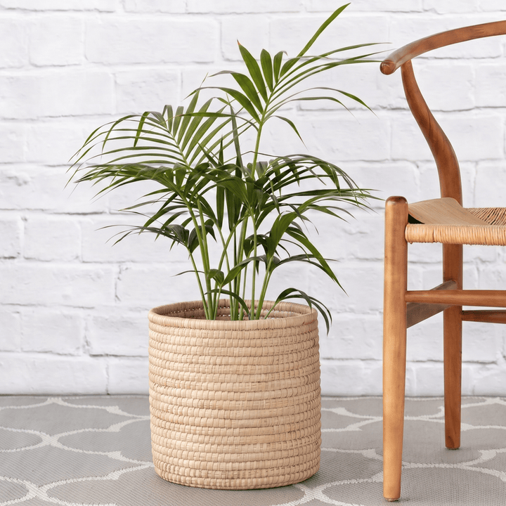 Kentia Palm in tight weaved Palm leaf basket