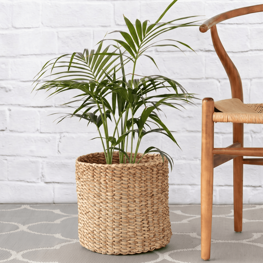 Kentia palm in a textured Palm leaf basket next to chair for height