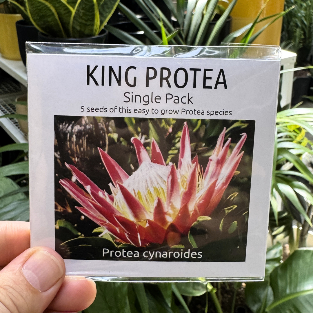 planting protea seeds King Protea Seed Kit: Indigenous Protea Cynaroides (National Flower)