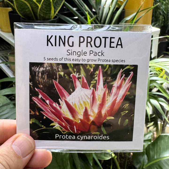 King Protea Single pack seeds help up against foliage