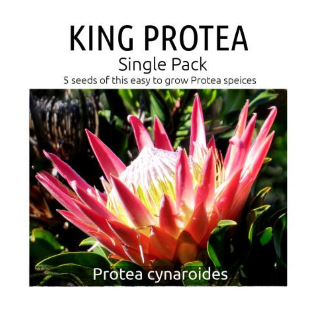 King Protea seed packet