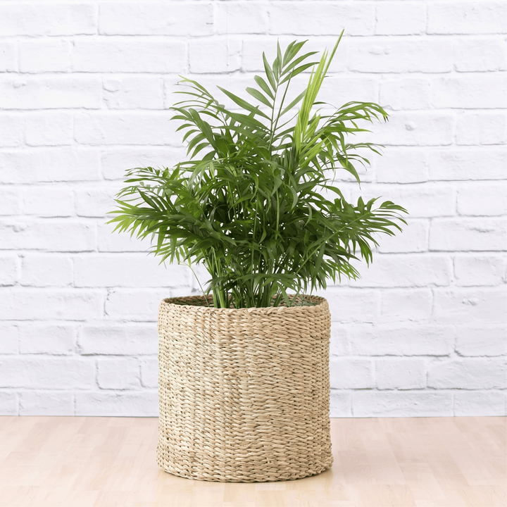 Love Palm in a gorgeous Textured Basket