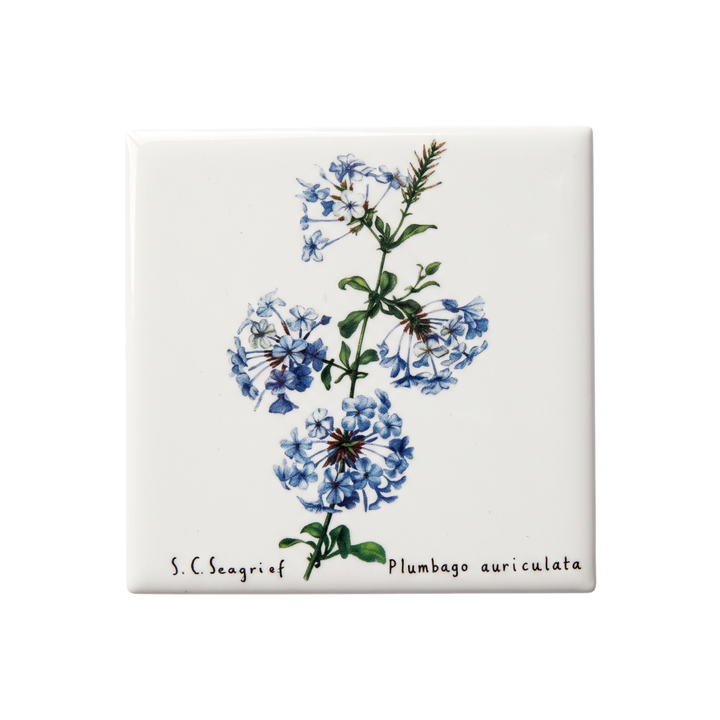 Wildflower Magnets - Set of 5