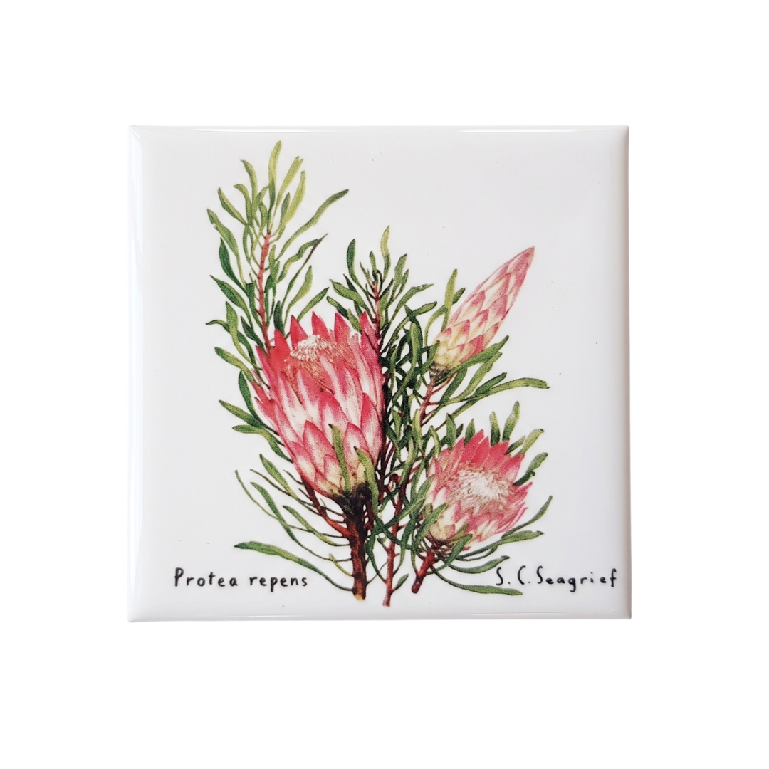 Protea Magnets - Singles