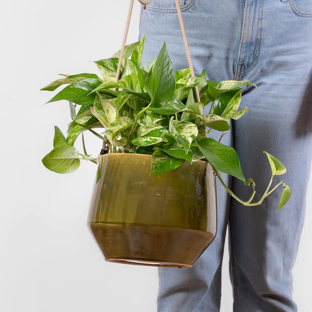 Pothos - Marble Queen - Large
