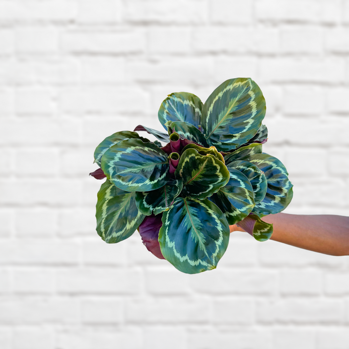 Calathea Medallion