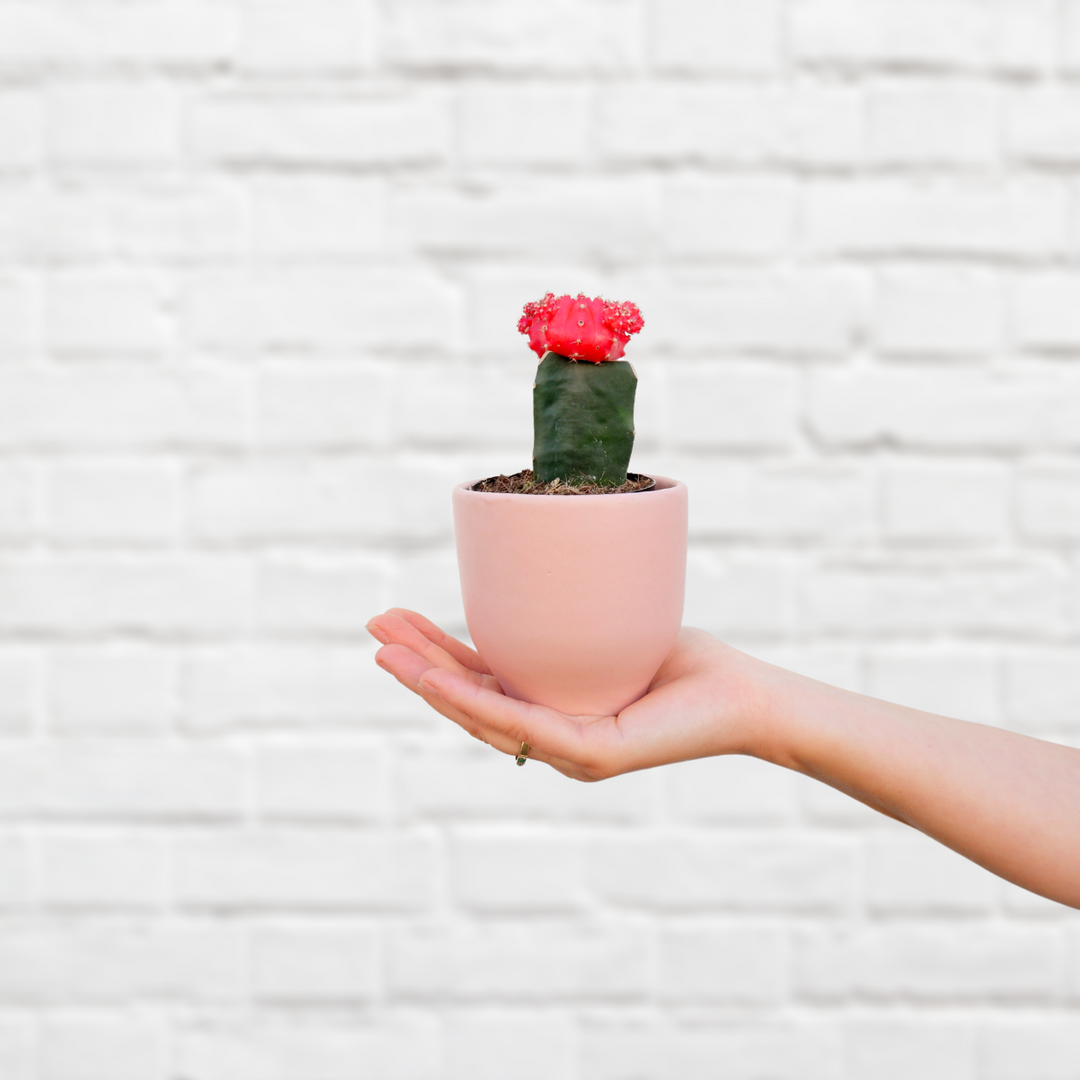 Moon Cactus