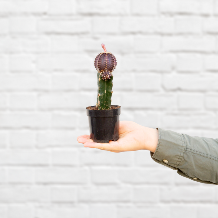 Moon Cactus