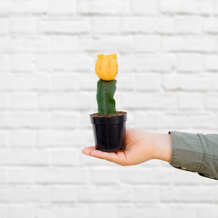 Moon Cactus