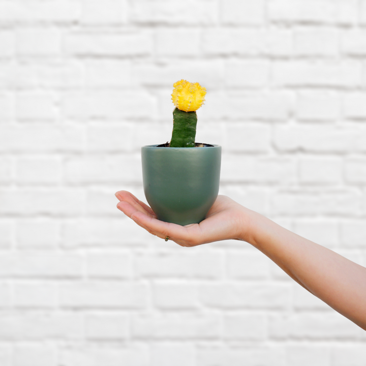 Moon Cactus