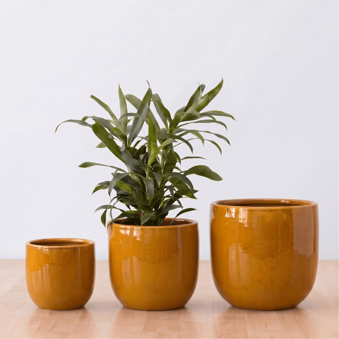 Moon Planter - Burnt Mustard in three sizes displaying a plant, showcasing its vintage color and stylish design.