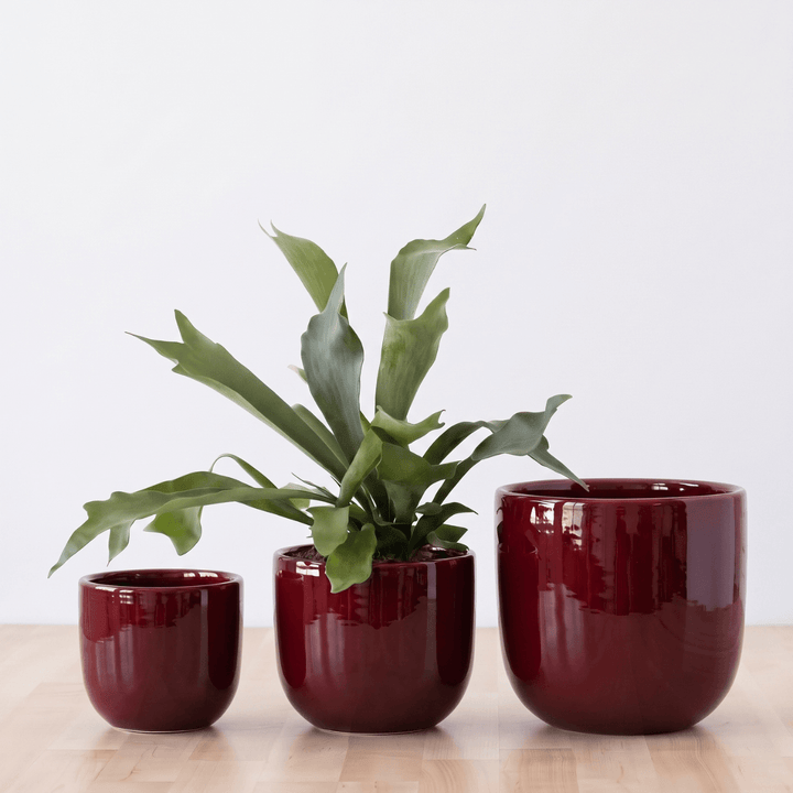 Moon Planter - Oxblood Red in three sizes showcasing a stylish design and a green plant.