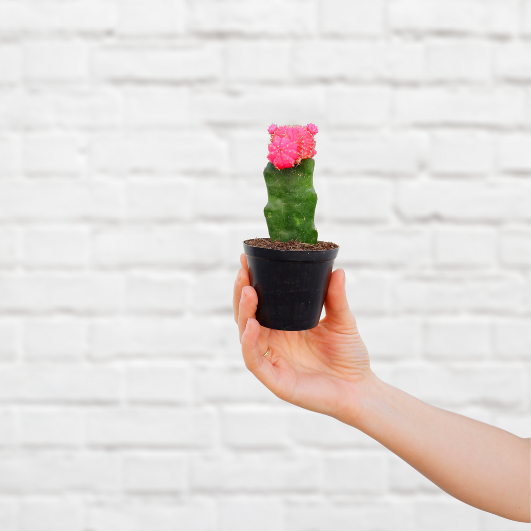 Moon Cactus