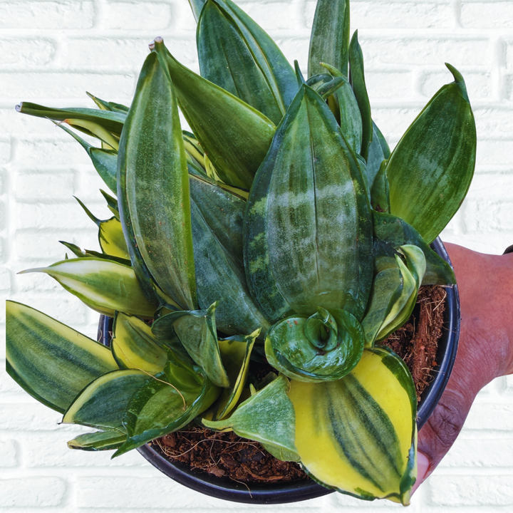 Snake Plant whitney from above to see colouring