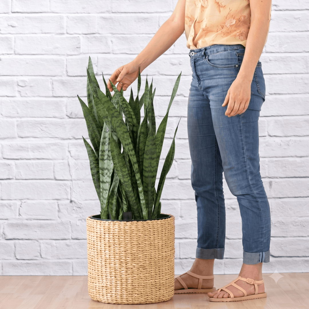 Women standing by Mother in Laws Tongue for scale, plant in a basket