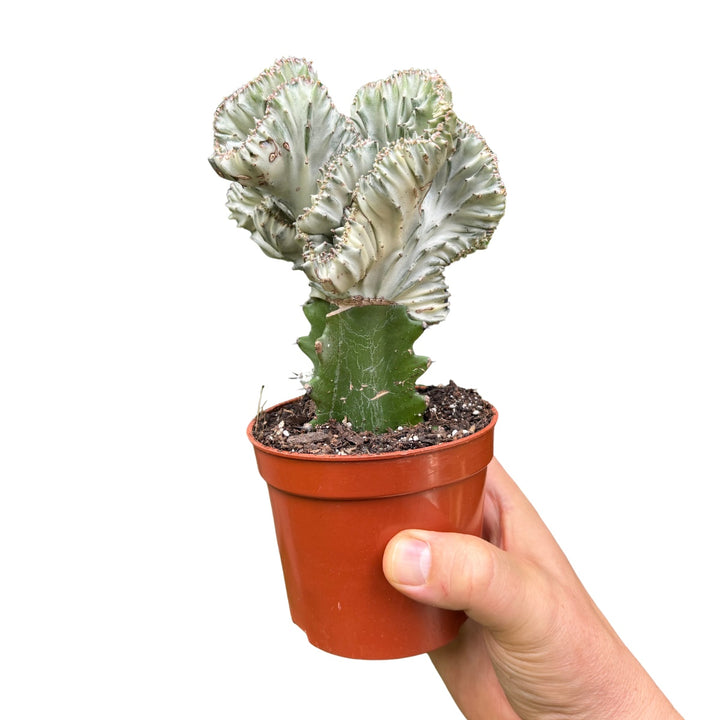 Mottled Spurge Euphorbia Lactea White